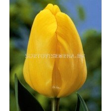 Лале (Tulip) Golden Apeldoorn
