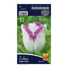 Лале (Tulip) Triumph Shirley 12/+