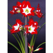 Амарилис (Amaryllis) Tres Chic 24/26 