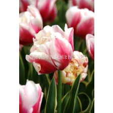 Лале (Tulip) Double Decorative Art Wirosa 11/12 