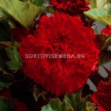 Бегония (Begonia) Fimbriata Red 5/6