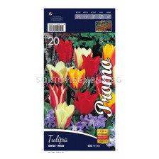 Лале (Tulip) Greigii Mix 11/12 - (20 луковици)