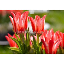 Лале (Tulip) Botanical Pinocchio 11/12