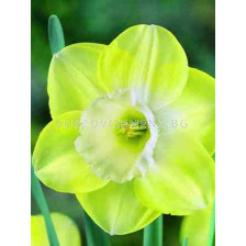 нарцис Avalon 14/16 - sortovisemena.bg нарцис Avalon 14/16