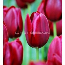 Лале National Velvet 11/12 