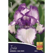 Ирис (Iris) Germanica blue/white