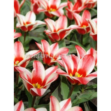 Лале Optimism Ronocchio 11/12 