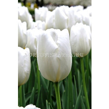 лале Hakuun 11/12 - tulip Hakuun 11/12