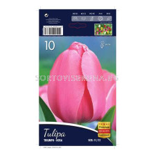 Лале (Tulip) Triumph Renown/Rosa 12/+ 