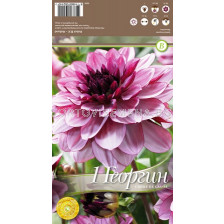 далия Creme de Cassis - dahlia Creme de Cassis