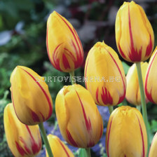 Лале (Tulip) Striped la Courtine 11/12