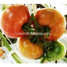 Семена Домати K4-015 F1 - Tomato K4-015 F1