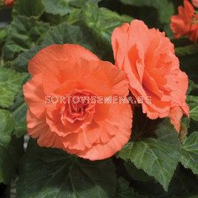 Бегония (Begonia) Double Orange 5/6