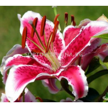 Лилиум Oriental Starfighter 14/16 