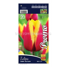 Лале Triumph-Red/Yellow 12/+ 1 oп (10 луковици)