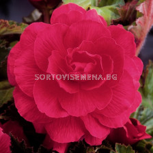 Бегония (Begonia) Double Pink 5/6 