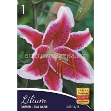 Лилиум (Lilium) Star Gazer 16/18 