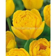 Лале (Tulip) Double Yellow Pomponette 11/12