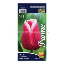 Лале (Tulip) Triumph red and white 12/+(10 луковици)