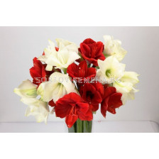 Амарилис (Amaryllis) Градински Микс кичест 34/36 