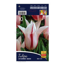 Лале (Tulip) Lilyflowering Marilyn 11/12