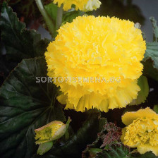 Бегония (Begonia) Fimbriata Yellow 5/6