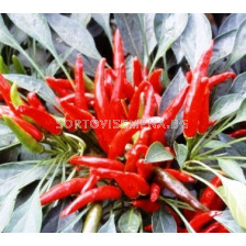 Семена Пипер люти чушки Nippon Taka - Pepper Chilies  Nippon Taka - 100 сем