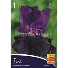 Ирис (Iris) Germanica lila/blue 