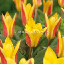 Лале (Tulip) Botanical Giuseppe Verde 11/12