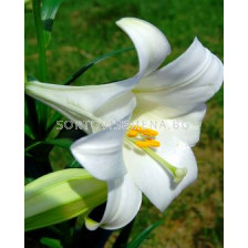 Лилиум Тромпет (Lilium Trumpet) White 16/18