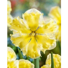 Нарцис Banana Daiquiri 14/16  