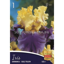 Ирис (Iris) Germanica blue/yellow 