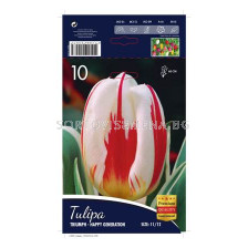 Лале triumph (Tulip) Happy Generation