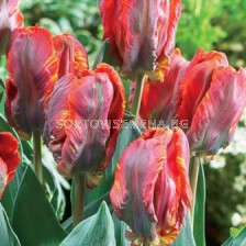 Лале Parrot Blumex 11/12 - Tulip Parrot Blumex 11/12