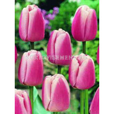 Лале Olliules 12/+ 