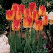 Лале (Tulip) Darwin hybrids orange queen 11/12 