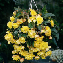 Бегония (Begonia) Pendula Yellow 5/6