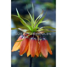 Фритилария / Fritillaria imperialis 'Mahler' / 1 бр