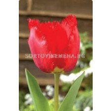 Лале (Tulip) Crispa Crystal Beauty 11/12