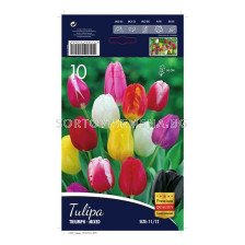 Лале (Tulip) Triumph Mix 11/12 (10 луковици) 