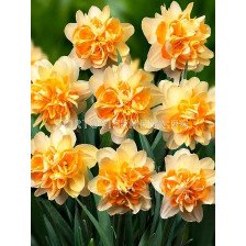 Нарцис (Narcissus) Peach Cobbler 14/16 