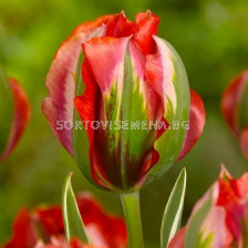 Лале Hollywood 11/12 - Tulip Hollywood 11/12
