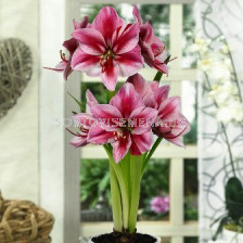 Амарилис (Amaryllis) Gervase