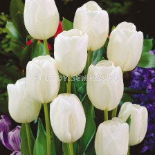 Лале (Tulip) Darwin Hybrid White dream 12/+