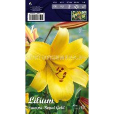 Лилиум (Lilium) Тромпет Royal Gold LSCH 16/18