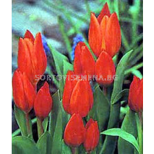 Лале (Tulip) Multiflora Рraestans Fusilier 11/12