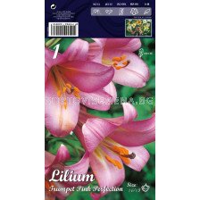 Лилиум (Lilium) Тромпет Pink Perfection LSCH 16/18