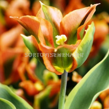 лале Viridiflora Green River 11/12