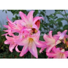 Амарилис (Amaryllis) Belladonna 18/20