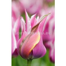 Лале (Tulip) Lilyflowering Moonshine 11/12